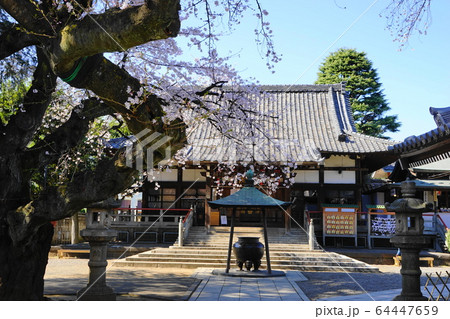 3月　中野66新井薬師梅照院山門･中野通り桜まつり 64447659