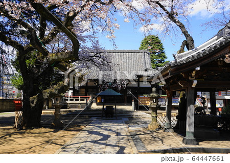 3月 中野64新井薬師梅照院山門・中野通り桜まつり 3月 中野64新井薬師梅照院山門・中野通り桜まつり 64447661