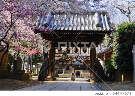3月　中野54新井薬師梅照院山門･中野通り桜まつり 64447673