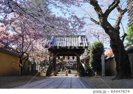 3月　中野53新井薬師梅照院山門･中野通り桜まつり 64447674