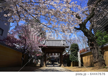 3月　中野51新井薬師梅照院山門･中野通り桜まつり 64447676