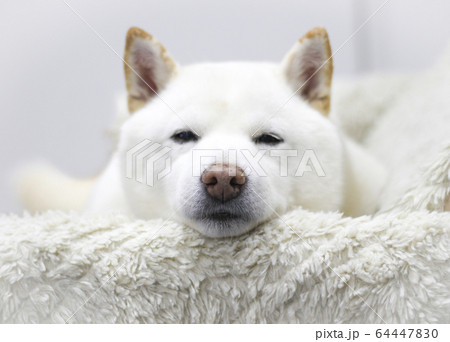 かわいい柴犬 64447830