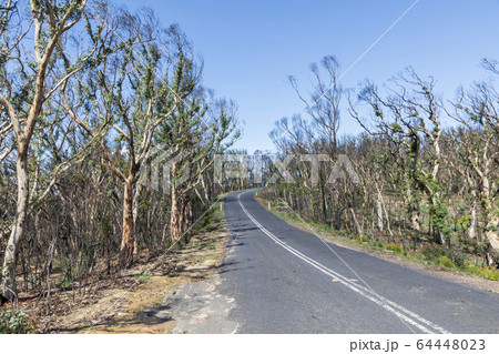 Trees regenerating in The Blue Mountains in Australia after the severe bush fires 64448023