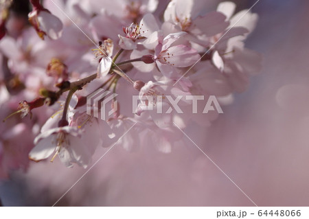 枝垂桜 枝垂桜 64448066