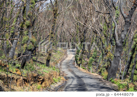 Trees regenerating in The Blue Mountains in Australia after the severe bush fires 64448079