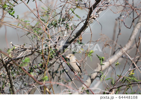 シメ シメ 64448108