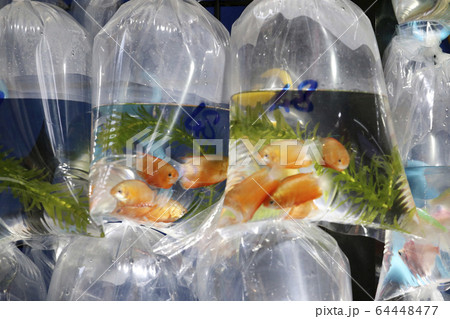 香港・通菜街(金魚街)で、ビニール袋に入れられて売られる金魚や熱帯魚 香港・通菜街(金魚街)で、ビニール袋に入れられて売られる金魚や熱帯魚 64448477