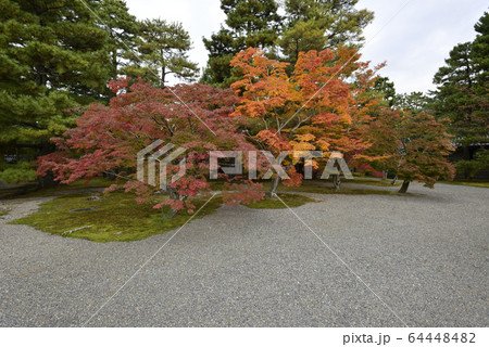 京都御所　紅葉 64448482