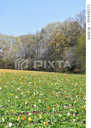 春の息吹 ポピー 春の息吹 ポピー 64448525