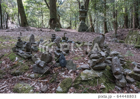 春日山原始林 春日山原始林 64448803