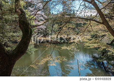 春日山原始林 64448809