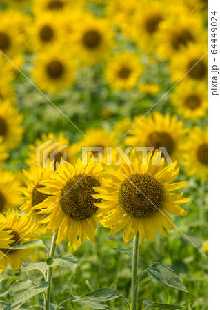 夏色 ひまわり 夏色 ひまわり 64449024