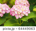 ピンク色の紫陽花（右下に文字スペース多め） 64449063