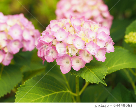 ピンク色の紫陽花（右下に文字スペース多め） 64449063