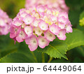 ピンク色の紫陽花 ふんわり優しいイメージ（拡大、背景ボケ） 64449064