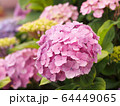 ピンク色の紫陽花 花畑（背景に複数の花、背景ボケ） 64449065