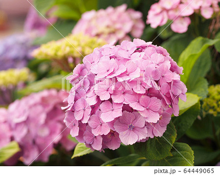 ピンク色の紫陽花 花畑 背景に複数の花 背景ボケ の写真素材 64449065 Pixta