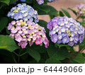 3色の紫陽花 ピンク、紫、青 64449066