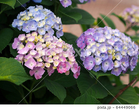 3色の紫陽花 ピンク、紫、青 64449066
