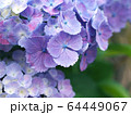 紫色の紫陽花 花びらにクローズアップ 64449067