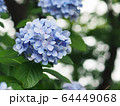 青色の紫陽花と木漏れ日 玉ボケ 64449068