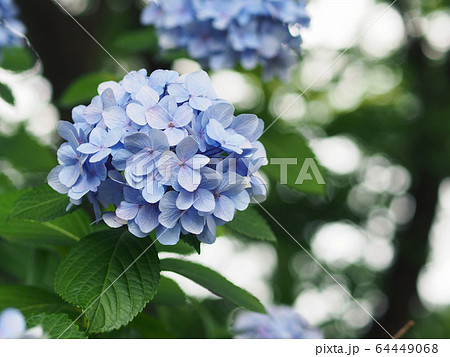 青色の紫陽花と木漏れ日 玉ボケの写真素材