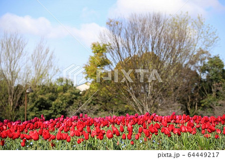 馬見丘陵公園の春景色 馬見丘陵公園の春景色 64449217
