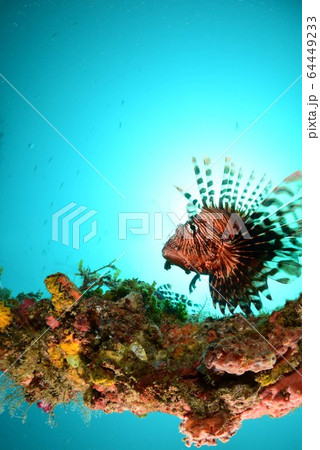 ハナミノカサゴ 64449233