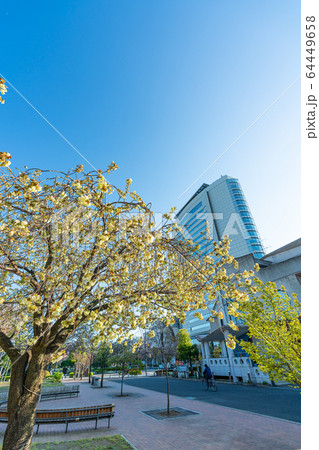 日本の春 高崎市役所と桜の風景 日本の春 高崎市役所と桜の風景 64449658