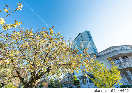 日本の春 高崎市役所と桜の風景 日本の春 高崎市役所と桜の風景 64449660
