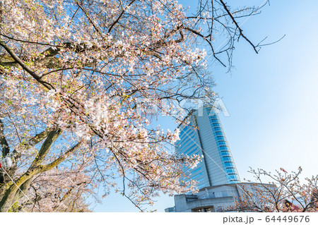 日本の春 高崎市役所と桜の風景 64449676