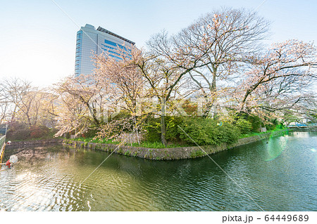 日本の春 高崎城址公園と桜の風景 日本の春 高崎城址公園と桜の風景 64449689