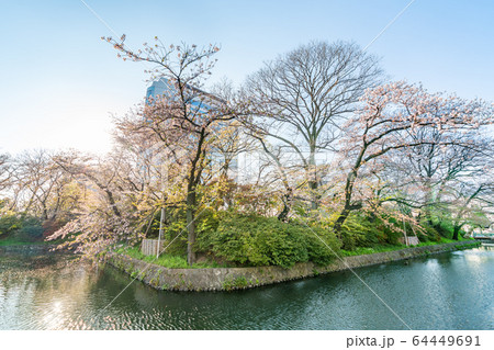 日本の春 高崎城址公園と桜の風景 日本の春 高崎城址公園と桜の風景 64449691