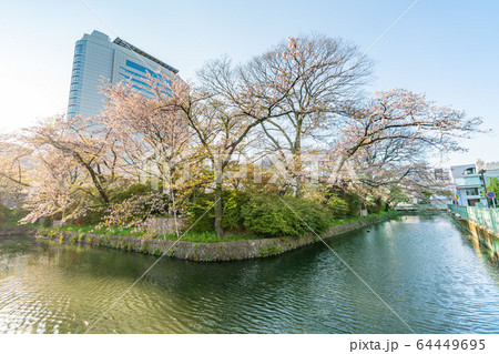 日本の春 高崎城址公園と桜の風景 日本の春 高崎城址公園と桜の風景 64449695