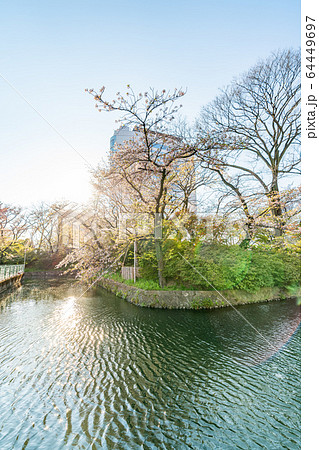 日本の春 高崎城址公園と桜の風景 64449697