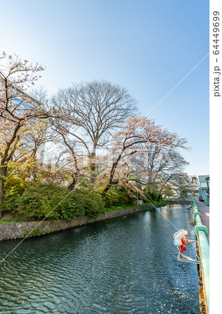 日本の春 高崎城址公園と桜の風景 日本の春 高崎城址公園と桜の風景 64449699