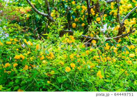 春 八重山吹 春 八重山吹 64449751