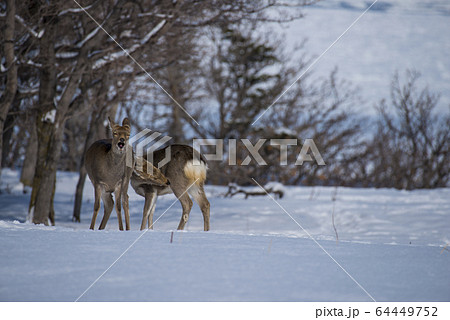 知床の鹿 64449752