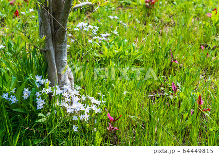 春の野の花　木の根元に咲くハナニラ 64449815