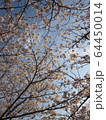 桜 64450014