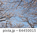 桜 64450015