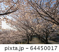 桜 64450017