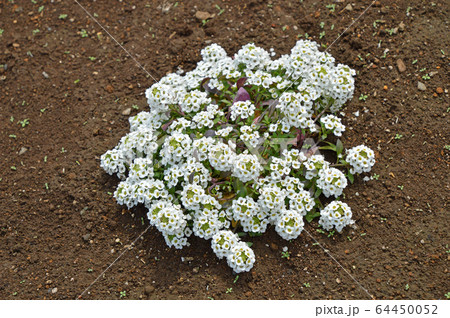 ニワナズナ（庭薺） 64450052