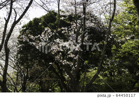 公園 公園 64450117