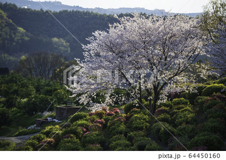 公園 公園 64450160