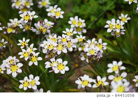 スパラキシス・トリカラー 64451056