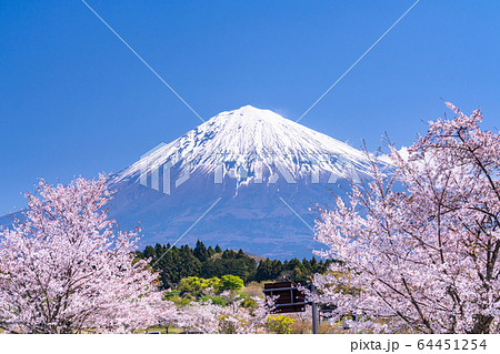 《静岡県》富士山と満開の桜 《静岡県》富士山と満開の桜 64451254