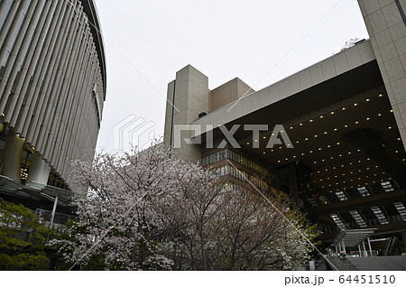 うめきた広場の桜 64451510