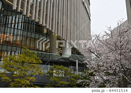 グランフロント大阪と桜 グランフロント大阪と桜 64451514