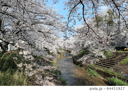 桜井市　粟原川の桜並木 64451927